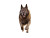 Senior Elkhound Running Vinyl Car Decal Sticker – Waterproof & UV-Resistant 