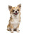 Happy Chihuahua V2 Vinyl Car Decal Sticker – Waterproof & UV-Resistant 