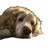 Aged Golden Retriever Vinyl Car Decal Sticker – Waterproof & UV-Resistant 