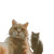 Cats Taking Selfie V4 Vinyl Car Decal Sticker – Waterproof & UV-Resistant 