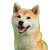 Happy Shiba Dog V4 Vinyl Car Decal Sticker – Waterproof & UV-Resistant 