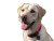 Happy Labrador Retriever V3 Vinyl Car Decal Sticker – Waterproof & UV-Resistant 
