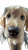 Golden Retriever Puppy V41 Vinyl Car Decal Sticker – Waterproof & UV-Resistant 