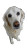 Golden Retriever V11 Vinyl Car Decal Sticker – Waterproof & UV-Resistant 