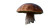 Porcini Mushroom Vinyl Car Decal Sticker – Waterproof & UV-Resistant 