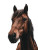 Brown Horse At Waterfall Vinyl Car Decal Sticker – Waterproof & UV-Resistant 