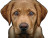 Cute Dog V24 Vinyl Car Decal Sticker – Waterproof & UV-Resistant 