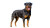 Happy Rottweiler Vinyl Car Decal Sticker – Waterproof & UV-Resistant 