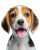 Happy Beagle Puppy V2 Vinyl Car Decal Sticker – Waterproof & UV-Resistant 