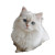 Fluffy White Cat V10 Vinyl Car Decal Sticker – Waterproof & UV-Resistant 