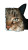 Dramatic Cat Portrait V7 Vinyl Car Decal Sticker – Waterproof & UV-Resistant 