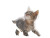 Playful Kitten Snow Vinyl Car Decal Sticker – Waterproof & UV-Resistant 