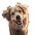 Smiling Fluffy Dog Vinyl Car Decal Sticker – Waterproof & UV-Resistant 
