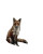 Autumn Fox Vinyl Car Decal Sticker – Waterproof & UV-Resistant 