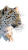 Amur Leopard Resting Vinyl Car Decal Sticker – Waterproof & UV-Resistant 