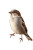 Sparrow Close-Up Vinyl Car Decal Sticker – Waterproof & UV-Resistant 