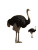 Currency Ostrich Metaphor Vinyl Car Decal Sticker – Waterproof & UV-Resistant 