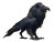 Fantasy Lion Raven Vinyl Car Decal Sticker – Waterproof & UV-Resistant 