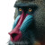 Colorful Mandrill Closeup Vinyl Car Decal Sticker – Waterproof & UV-Resistant 