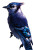 Happy Blue Jay V2 Vinyl Car Decal Sticker – Waterproof & UV-Resistant 