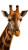 Giraffe Portrait V4 Vinyl Car Decal Sticker – Waterproof & UV-Resistant 