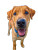 Happy Labrador Playing Vinyl Car Decal Sticker – Waterproof & UV-Resistant 