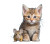 Kitten And Mouse V2 Vinyl Car Decal Sticker – Waterproof & UV-Resistant 