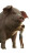 Giant Hugging Pig Vinyl Car Decal Sticker – Waterproof & UV-Resistant 
