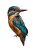 Beautiful Kingfisher Vinyl Car Decal Sticker – Waterproof & UV-Resistant 