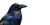 Mystical Raven V2 Vinyl Car Decal Sticker – Waterproof & UV-Resistant 