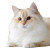 Ragdoll Cat V6 Vinyl Car Decal Sticker – Waterproof & UV-Resistant 