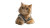 Student Tabby Cat Vinyl Car Decal Sticker – Waterproof & UV-Resistant 