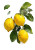 Lemon Branch Art Vinyl Car Decal Sticker – Waterproof & UV-Resistant 