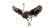 Dancing Ostrich Vinyl Car Decal Sticker – Waterproof & UV-Resistant 