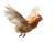 Flying Hen Vinyl Car Decal Sticker – Waterproof & UV-Resistant 