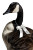 Elegant Goose Adorned Vinyl Car Decal Sticker – Waterproof & UV-Resistant 