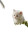 Miniature Lagoon Kitten Vinyl Car Decal Sticker – Waterproof & UV-Resistant 