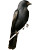 Photo-Realistic Crow V2 Vinyl Car Decal Sticker – Waterproof & UV-Resistant 