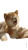 Baby Shiba Inu V2 Vinyl Car Decal Sticker – Waterproof & UV-Resistant 