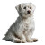 Cute Maltese Dog V5 Vinyl Car Decal Sticker – Waterproof & UV-Resistant 