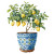 Potted Lemon Tree Vinyl Car Decal Sticker – Waterproof & UV-Resistant 