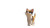 Calico Cat V4 Vinyl Car Decal Sticker – Waterproof & UV-Resistant 