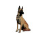 Minimalist Malinois Logo Vinyl Car Decal Sticker – Waterproof & UV-Resistant 
