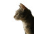 Tabby Cat Gazing Vinyl Car Decal Sticker – Waterproof & UV-Resistant 