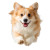 Fluffy Corgi Jump Vinyl Car Decal Sticker – Waterproof & UV-Resistant 