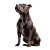 Staffordshire Terrier Silhouette Vinyl Car Decal Sticker – Waterproof & UV-Resistant 