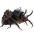 Colossal Beetle Mount Vinyl Car Decal Sticker – Waterproof & UV-Resistant 