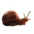 Fantasy Snail Vinyl Car Decal Sticker – Waterproof & UV-Resistant 