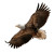 Bald Eagle Fishing V2 Vinyl Car Decal Sticker – Waterproof & UV-Resistant 3.4133333333333336"