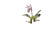 Pleione Watercolor Vinyl Car Decal Sticker – Waterproof & UV-Resistant 2.8266666666666667"
